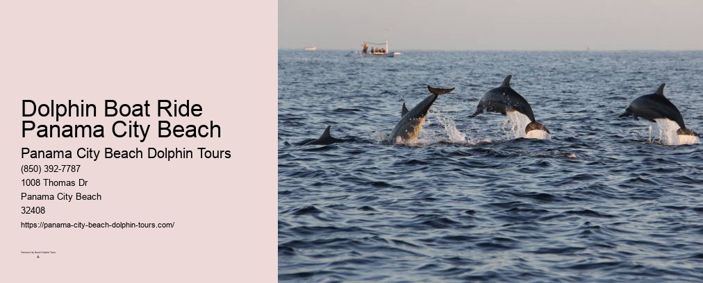 Dolphin And Snorkeling Tours Panama City Beach