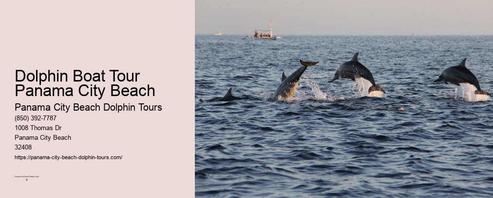 Swim With Dolphins Panama City Fl