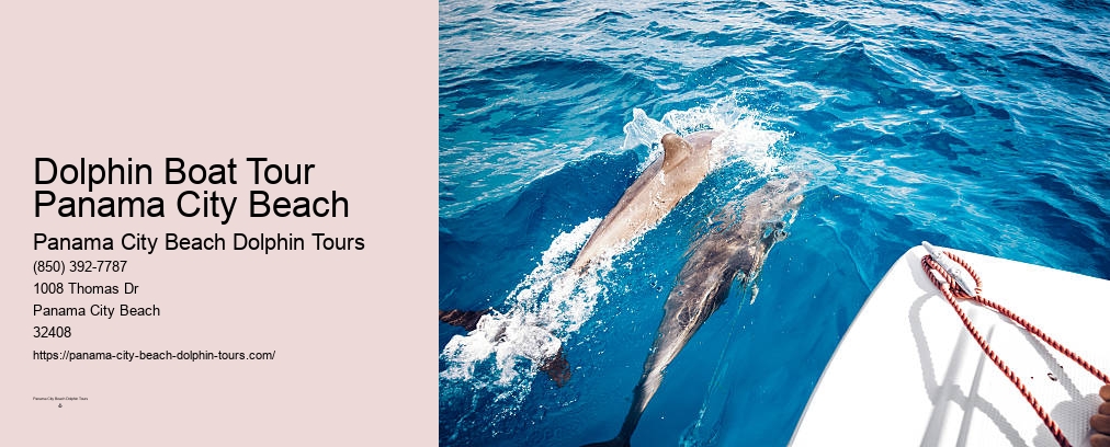 Panama City Beach Shell Island Dolphin And Snorkel Cruise