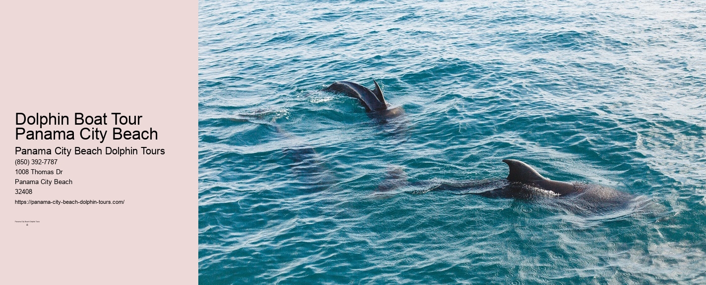 Panama City Beach Dolphin And Snorkeling