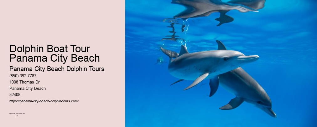 Dolphin Tours In Panama City Beach Florida
