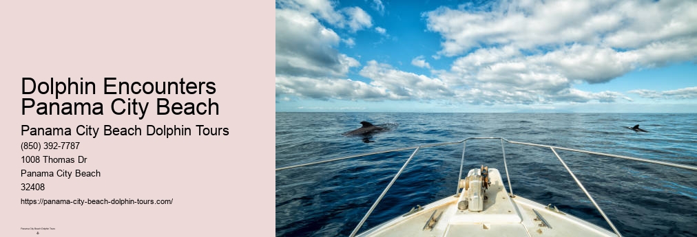 Dolphin Tour Panama Beach