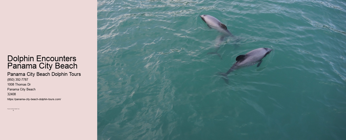 Panama City Beach Florida Dolphin Tours