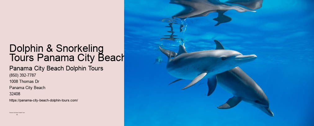 Dolphin Tours Panama City Beach Fl