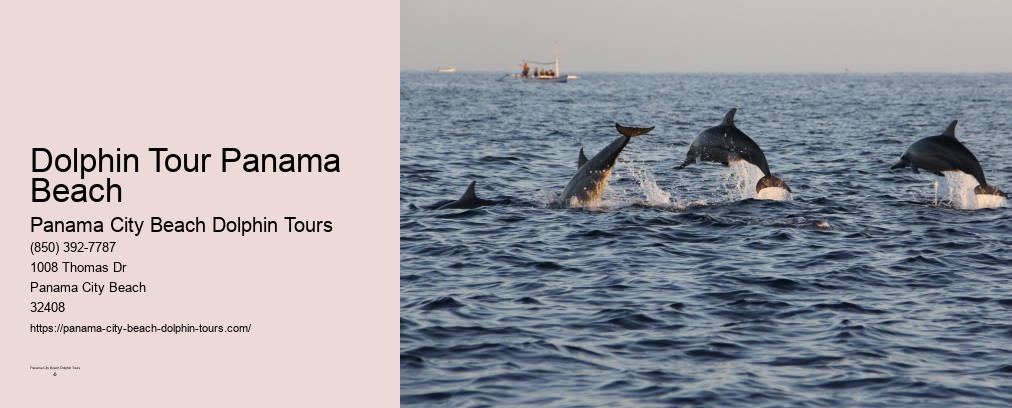 Panama City Beach Dolphin Tours