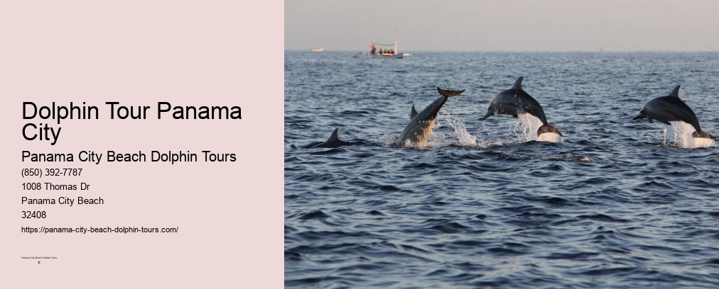 Panama City Beach Florida Dolphin Tours