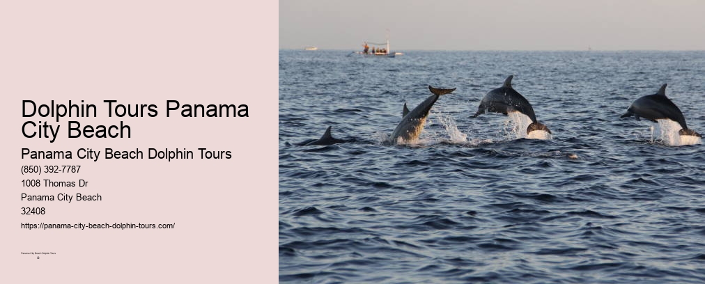 Panama City Beach Dolphin Tour With Snorkeling