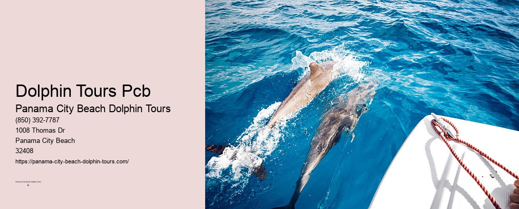 Panama City Beach Florida Dolphin Tours