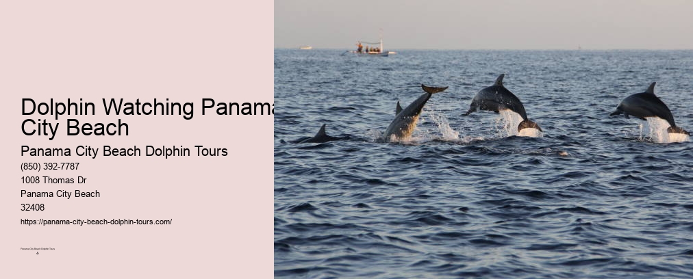 Dolphins Panama City Beach