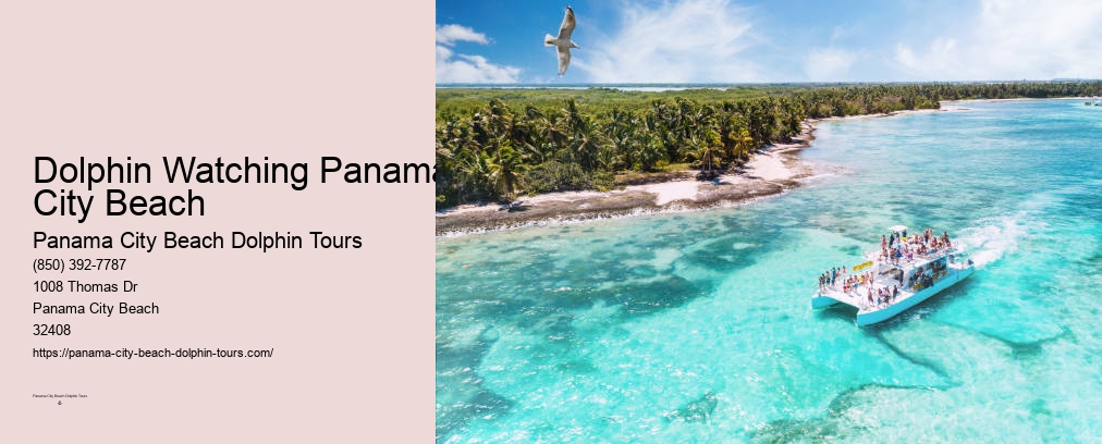 Best Dolphin Tours Panama City Beach