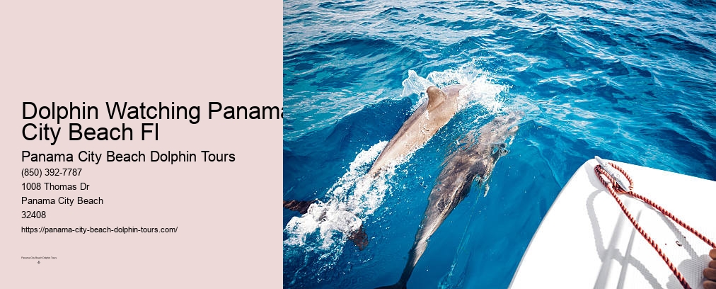 Panama City Beach Florida Dolphin Tours