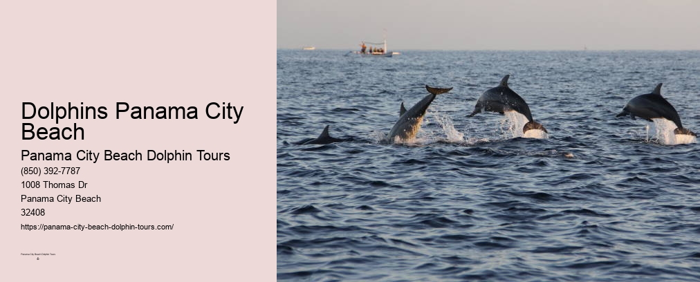 Panama City Beach Dolphin Tours Jet Ski