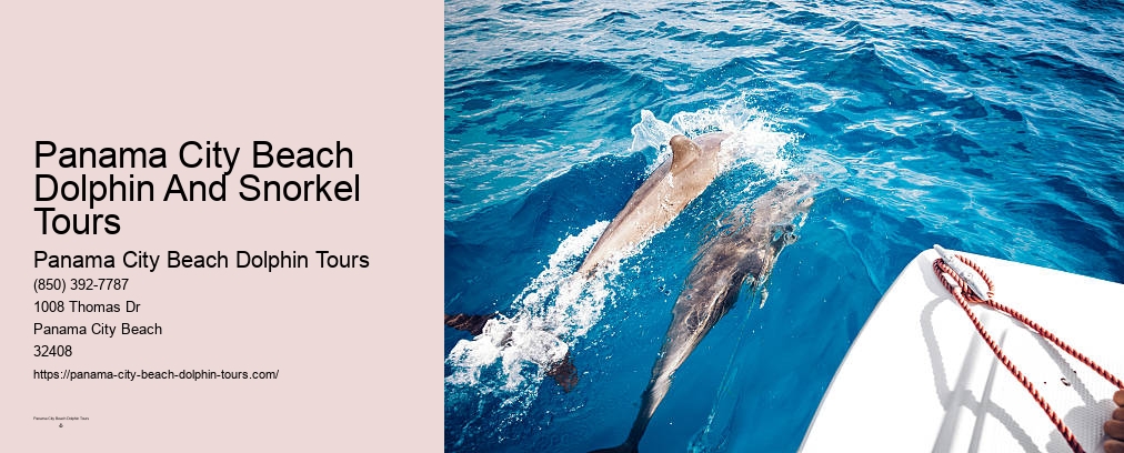 Swim With Dolphins Panama City Beach Shell Island