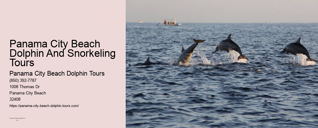 Dolphin Tours In Panama City Beach Florida