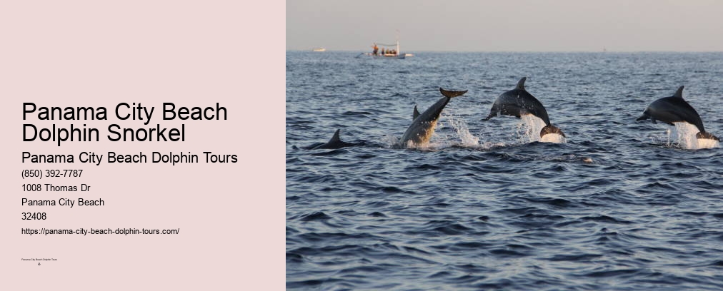 Panama City Beach Dolphin Tour With Snorkeling