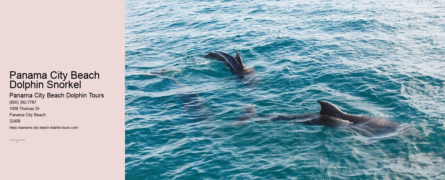 Dolphin Watching Panama City Beach