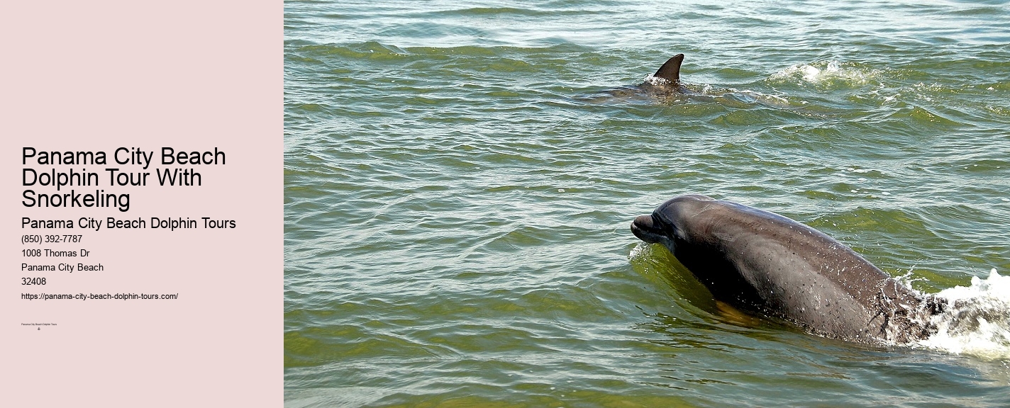 Panama City Beach Dolphin Snorkel