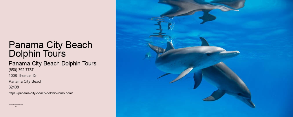 Panama City Beach Dolphin And Snorkel Tours