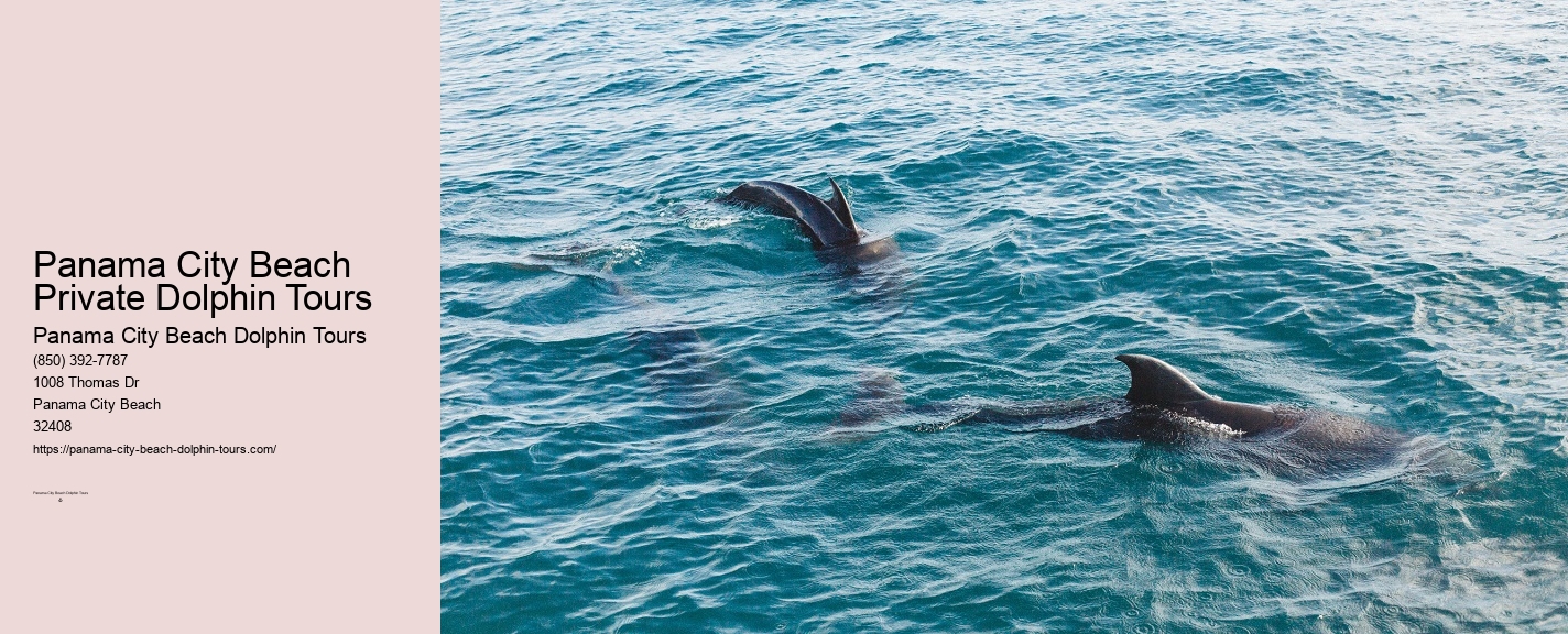 Panama City Beach Shell Island Dolphin Tour