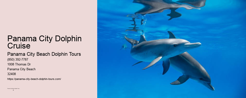 Panama City Beach Dolphin And Snorkeling