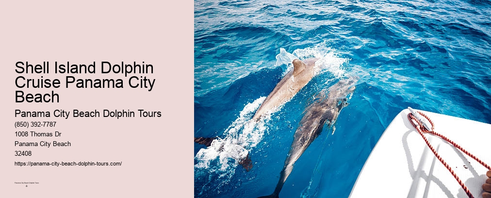 Dolphin Tours Panama City Beach Florida