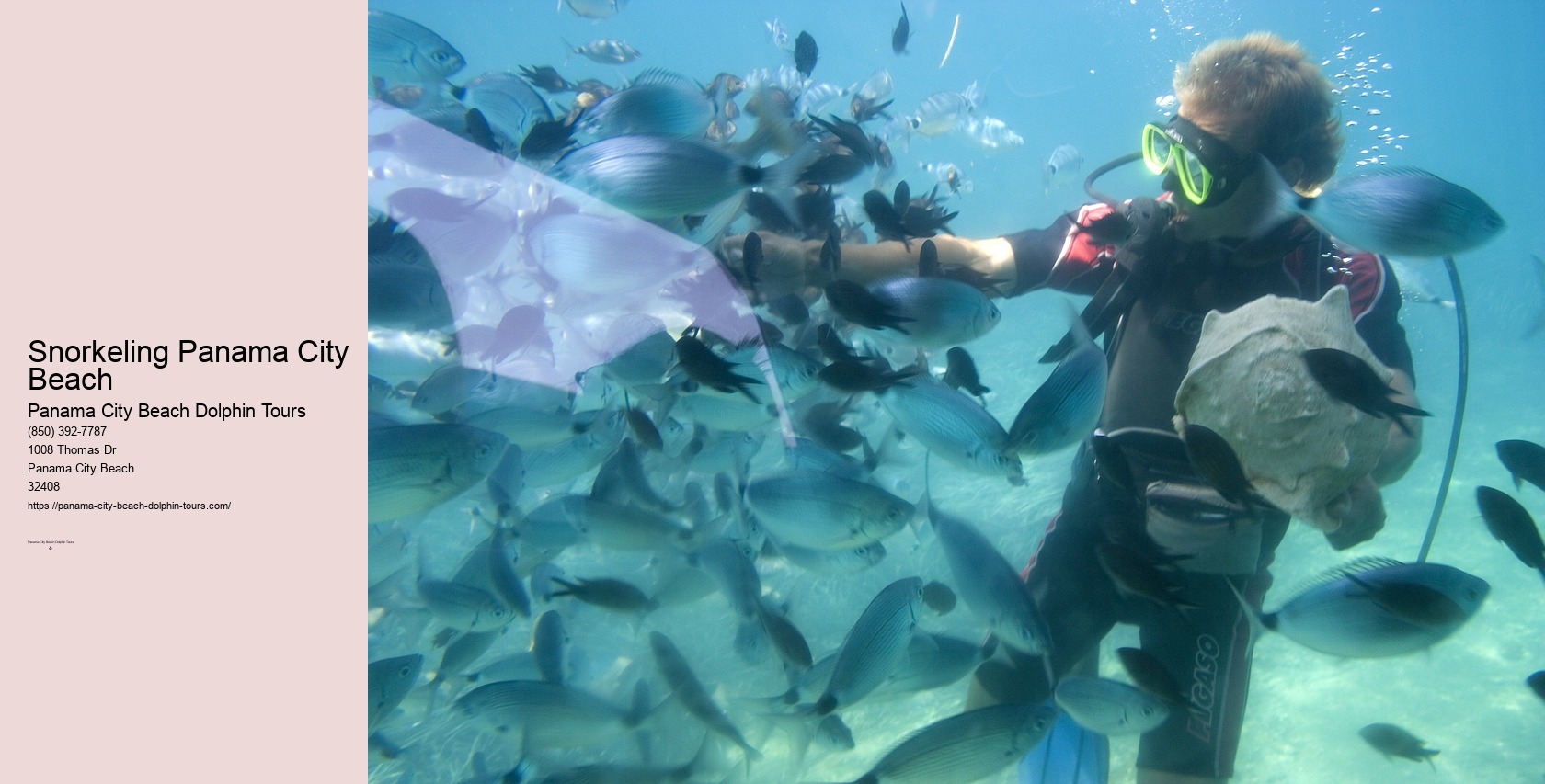 Panama City Beach Dolphin Show