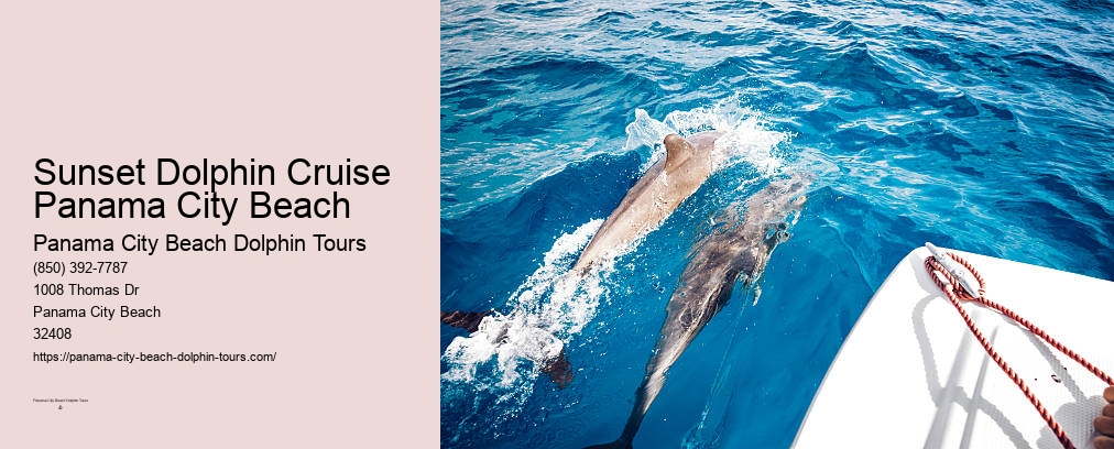 Dolphin Watching Panama City Beach Fl