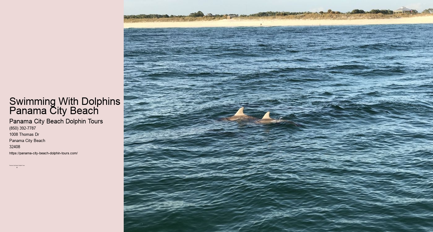 Swim With Dolphins Panama City Beach Shell Island